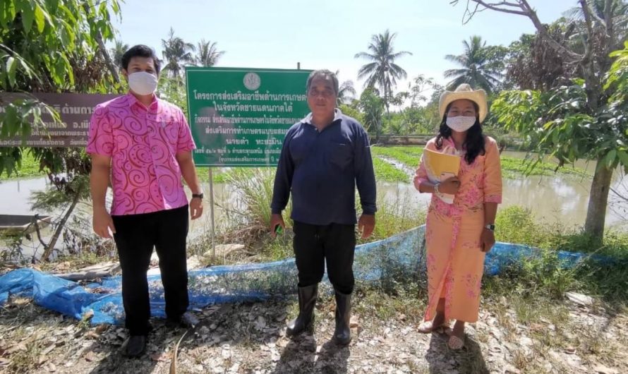 21 เมษายน 2563เกษตรเมืองนราเยี่ยมเยียนติดตามแปลงเกษตรผสมผสาน เตรียมหนุนพัฒนาเป็นต้นแบบเกษตรกรในพื้นที่